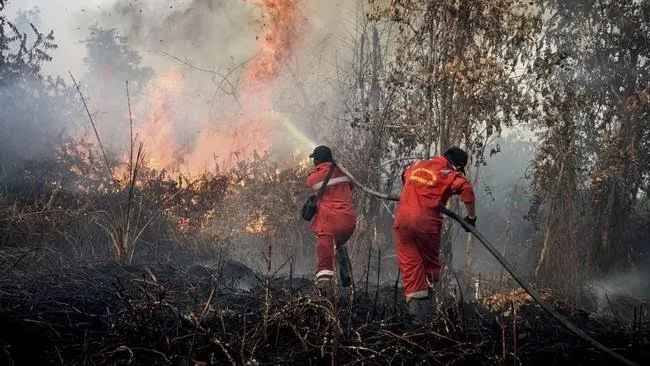Kemenhut Perkuat Operasi Karhutla di Kalteng dan Kalbar, 61 Armada Udara Terus Disiagakan