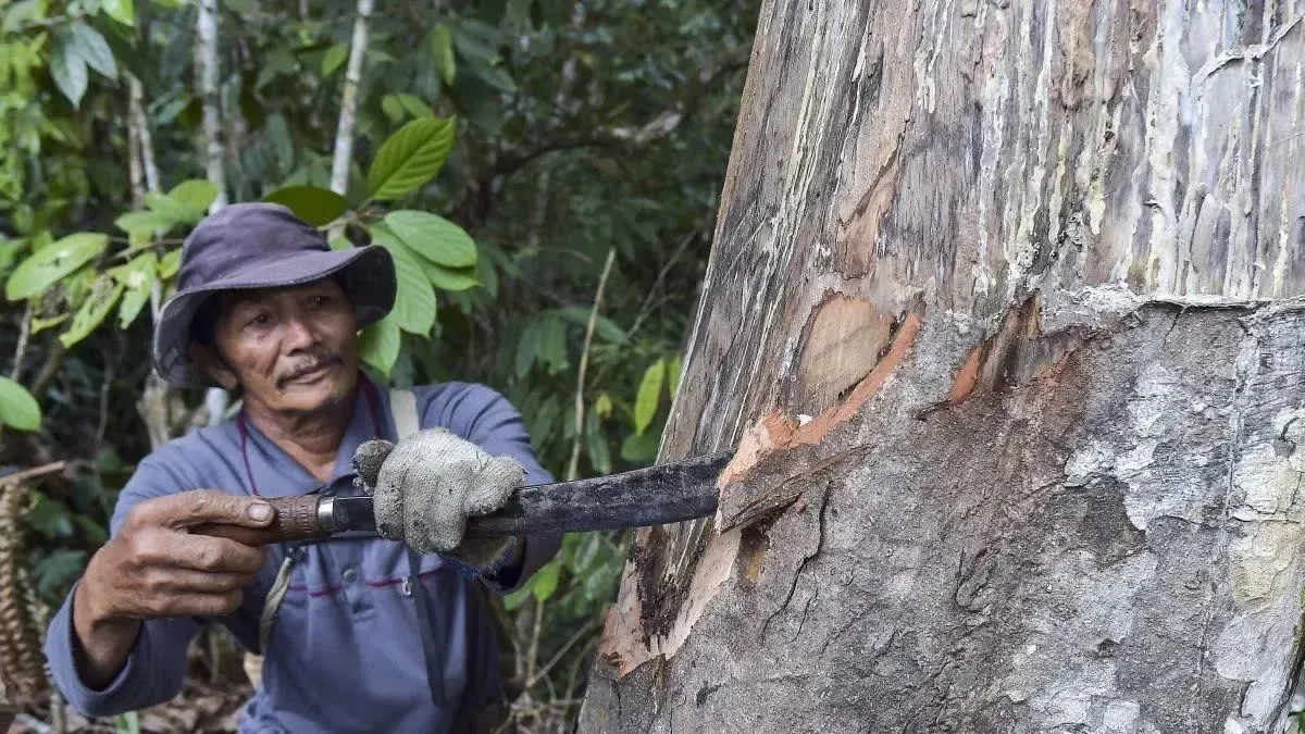 Anggota lembaga pengelola hutan adat (LPHA) mengupas kulit pohon kemenyan di Hutan Adat Nenek Limo Hiang Tinggi Nenek Empat Betung Kuning Muara Air Dua, Kerinci, Jambi, beberapa waktu lalu.