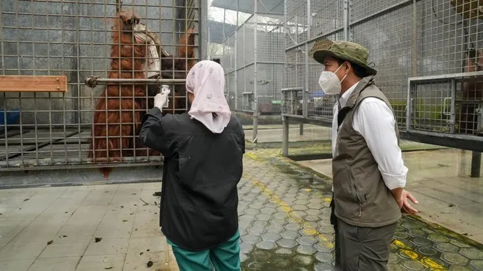 Menhut Raja Juli Antoni meninjau Pusat Rehabilitasi Orang Utan Nyaru Menteng  Baca
